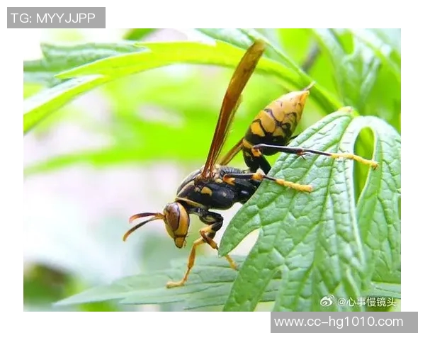 黄蜂积极构建独特体系Windhorst称其决策明智且具前瞻性